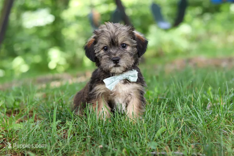 Gary – Shorkie puppy for sale in Millersburg, OH