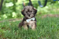 Gary, a male Shorkie for sale in Millersburg, OH – 1 of 10