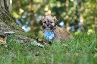 Randy, a male Lhasa Apso for sale in Millersburg, OH – 2 of 7