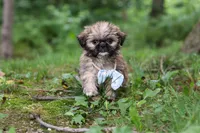 Luca, a male Lhasa Apso for sale in Millersburg, OH – 2 of 10