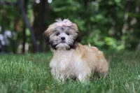 Cynthia, a female Lhasa Apso for sale in Millersburg, OH – 2 of 6