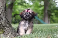 Sophia, a female Lhasa Apso for sale in Millersburg, OH – 7 of 8
