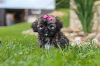 Sophia, a female Lhasa Apso for sale in Millersburg, OH – 4 of 7