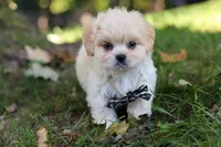 Greg, a male Lhasa Apso for sale in Millersburg, OH – 8 of 9