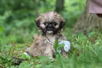 Luca, a male Lhasa Apso for sale in Millersburg, OH – 7 of 10
