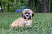 Bryce, a male Lhasa Apso for sale in Millersburg, OH – 3 of 8