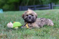 Ben, a male Lhasa Apso for sale in Millersburg, OH – 7 of 8