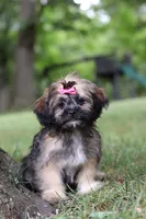 Sophia, a female Lhasa Apso for sale in Millersburg, OH – 1 of 8