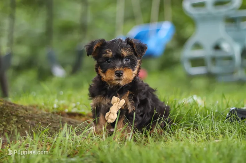 Landon – Bichon Frise, Yorkshire Terrier puppy for sale in Millersburg, OH