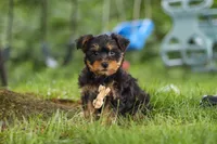 Landon, a male Bichon Frise and Yorkshire Terrier for sale in Millersburg, OH – 1 of 6