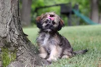 Sophia, a female Lhasa Apso for sale in Millersburg, OH – 2 of 8