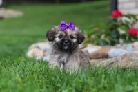 Candy, a female Lhasa Apso for sale in Millersburg, OH – 5 of 8
