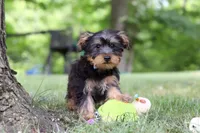 Landon, a male Bichon Frise and Yorkshire Terrier for sale in Millersburg, OH – 2 of 7