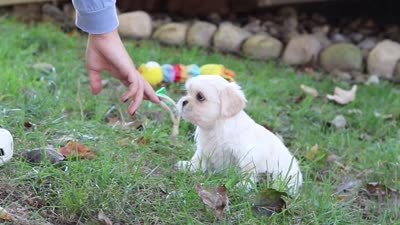 Cody, a male Lhasa Apso for sale in Millersburg, OH – 9 of 9