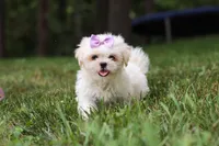 Claudia, a female Lhasa Apso for sale in Millersburg, OH – 3 of 7