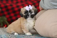 Susie, a female Lhasa Apso for sale in Millersburg, OH – Photo 3 of 8