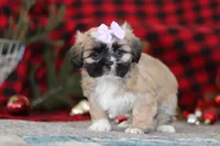 Susie, a female Lhasa Apso for sale in Millersburg, OH – Photo 5 of 8