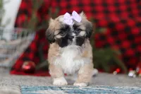Susie, a female Lhasa Apso for sale in Millersburg, OH – Photo 1 of 8