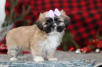 Susie, a female Lhasa Apso for sale in Millersburg, OH – Photo 7 of 8