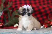 Susie, a female Lhasa Apso for sale in Millersburg, OH – Photo 2 of 8