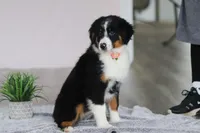 Kara, a female Australian Shepherd for sale in Millersburg, OH – Photo 5 of 5