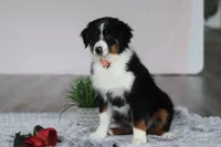 Kara, a female Australian Shepherd for sale in Millersburg, OH – Photo 3 of 5