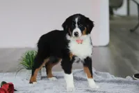 Kara, a female Australian Shepherd for sale in Millersburg, OH – Photo 2 of 5
