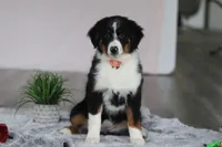 Kara, a female Australian Shepherd for sale in Millersburg, OH – Photo 4 of 5