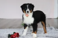 Kara, a female Australian Shepherd for sale in Millersburg, OH – Photo 1 of 5