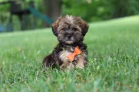 Cory, a male Shorkie for sale in Millersburg, OH – 2 of 8
