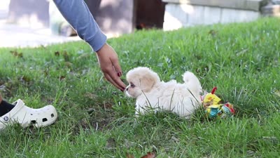 Greg, a male Lhasa Apso for sale in Millersburg, OH – 9 of 9