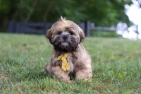 Ben, a male Lhasa Apso for sale in Millersburg, OH – 1 of 8