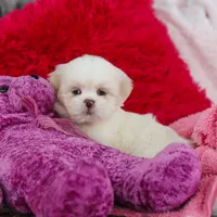 Maggie, a female Lhasa Apso for sale in Millersburg, OH – Photo 6 of 6