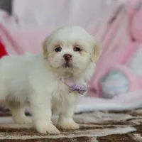 Maggie, a female Lhasa Apso for sale in Millersburg, OH – Photo 3 of 6