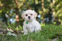 Cody, a male Lhasa Apso for sale in Millersburg, OH – 3 of 9
