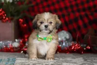 Max, a male Lhasa Apso for sale in Millersburg, OH – Photo 3 of 8