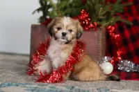 Max, a male Lhasa Apso for sale in Millersburg, OH – Photo 2 of 8