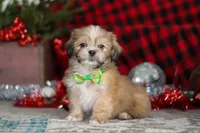 Max, a male Lhasa Apso for sale in Millersburg, OH – Photo 1 of 8