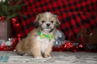 Max, a male Lhasa Apso for sale in Millersburg, OH – Photo 4 of 8