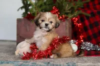Max, a male Lhasa Apso for sale in Millersburg, OH – Photo 8 of 8