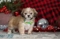 Max, a male Lhasa Apso for sale in Millersburg, OH – Photo 6 of 8