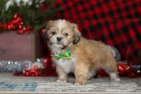 Max, a male Lhasa Apso for sale in Millersburg, OH – Photo 5 of 8