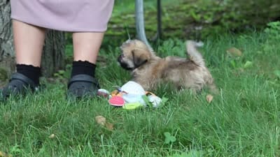 Luca, a male Lhasa Apso for sale in Millersburg, OH – 10 of 10