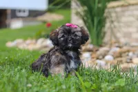 Sophia, a female Lhasa Apso for sale in Millersburg, OH – 6 of 7
