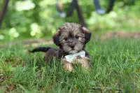 Gary, a male Shorkie for sale in Millersburg, OH – 2 of 10