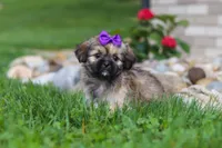 Candy, a female Lhasa Apso for sale in Millersburg, OH – 3 of 8