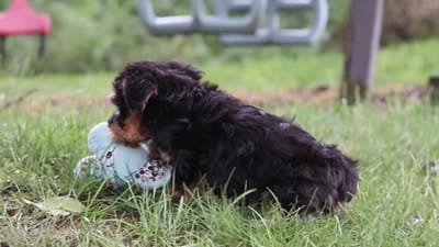 Landon, a male Bichon Frise and Yorkshire Terrier for sale in Millersburg, OH – 6 of 6