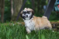 Cynthia, a female Lhasa Apso for sale in Millersburg, OH – 2 of 9