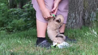 Johnson, a male Lhasa Apso for sale in Millersburg, OH – 6 of 7