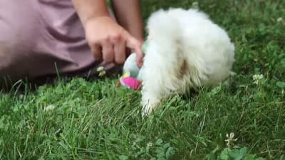 Claudia, a female Lhasa Apso for sale in Millersburg, OH – 5 of 7